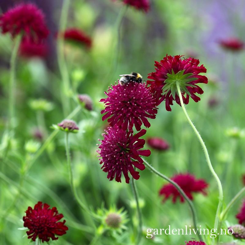 Makedoniarødknapp 'Red Knight' - Knautia macedonica 