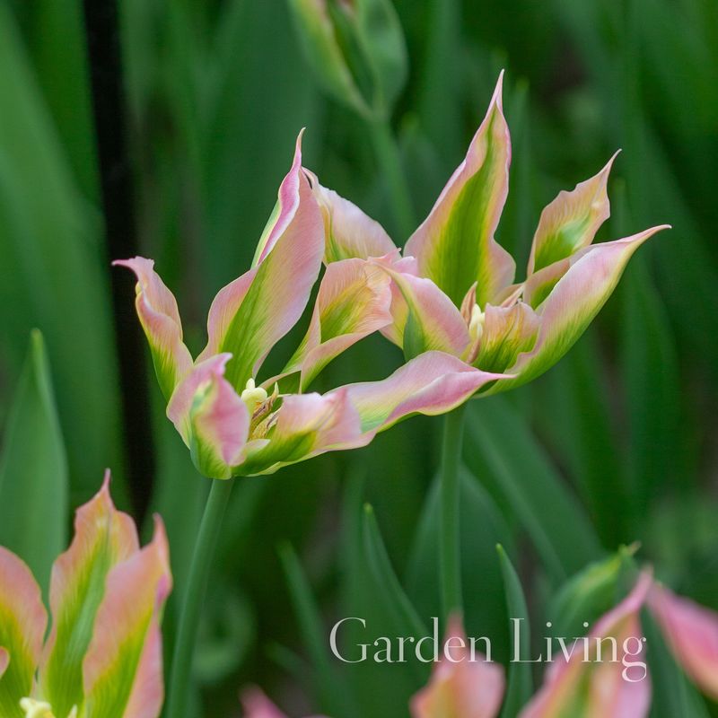 Tulipan 'Virichiq’, Viridifloragruppen - 6 stk