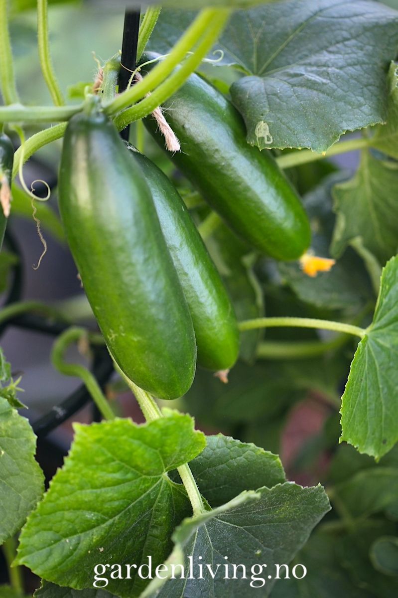 Slangeagurk 'Mini Munch' F1 mini - Cucumis sativus