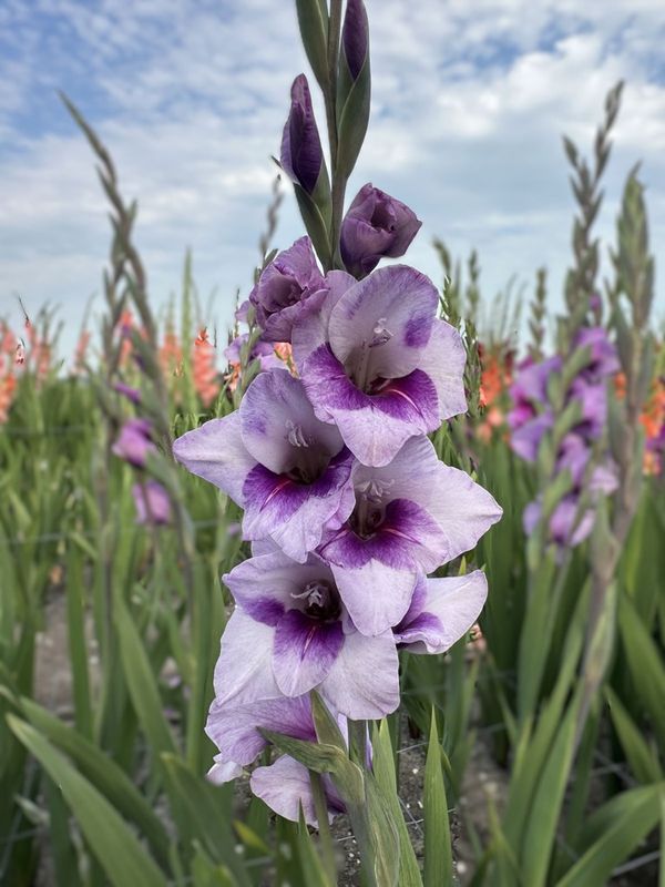 Gladiol, dverg 'Gladdies Tina' - Gladiolus, 10 stk.