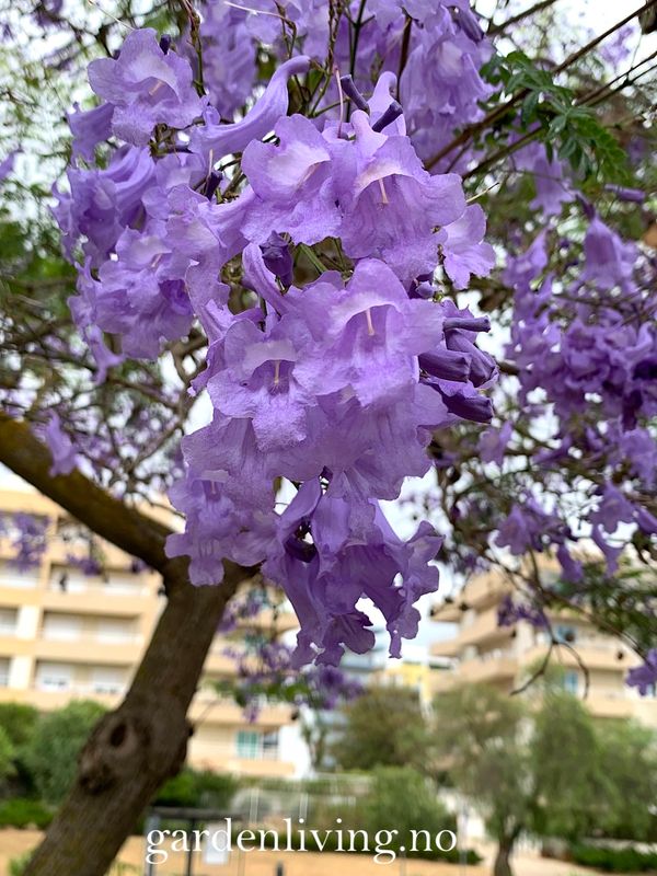 Jacaranda mimosifolia
