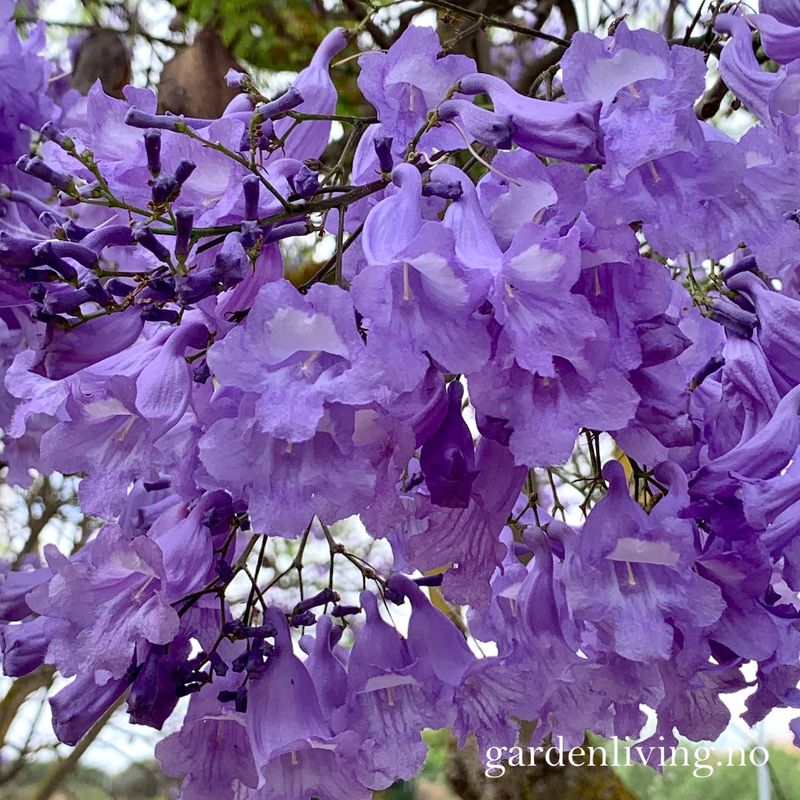 Jacaranda mimosifolia