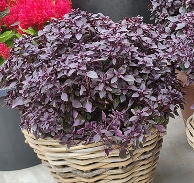 Hovedbilde Basilikum 'Purple Ball' - Ocimum basilicum