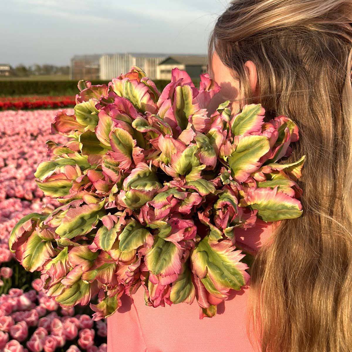 Tulipan 'Green Wave', papegøyeblomstrende - 10 stk