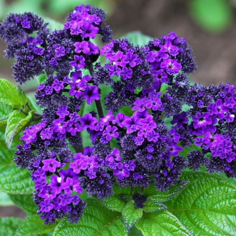 Duftheliotrop ’Marine’ - Heliotropium arborescens 