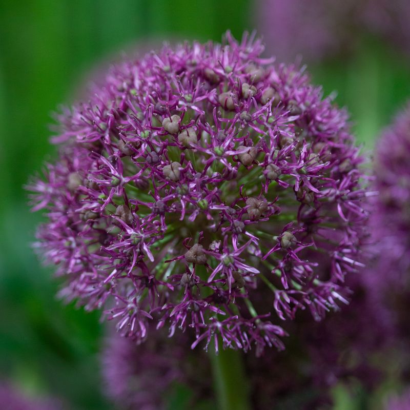 Prydløk 'Ostara' - Allium - 6 stk