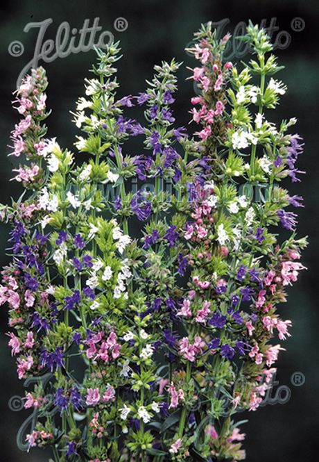 Hovedbilde Isop 'Fargeblanding' - Hyssopus officinalis