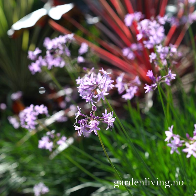 Afrikansk hvitløk - Tulbaghia violacea var. robustior, 1 rot