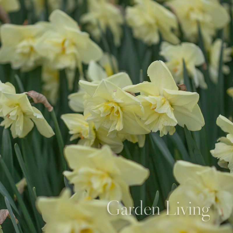 Påskelilje 'Dancing Moonlight' - Narcissus - 5 stk