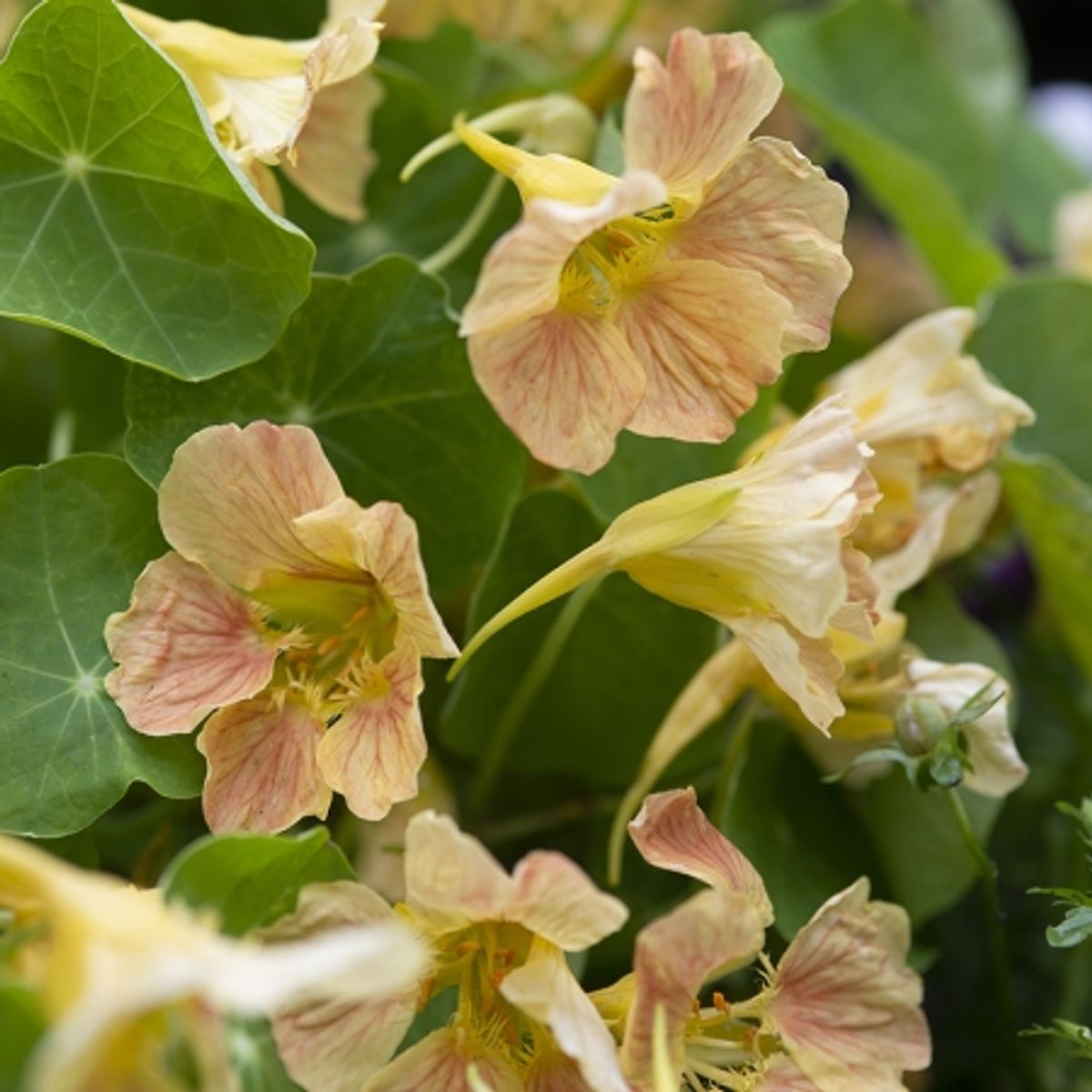 Blomkarse 'Tip Top Cream Pink Blush' - Tropaeolum majus