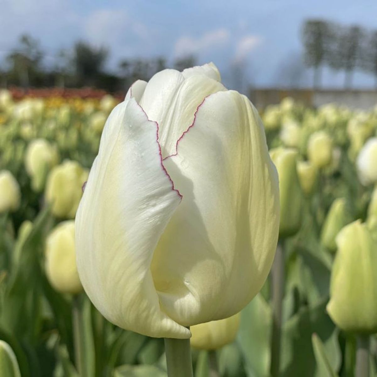 Tulipan 'Charlize' - 10 stk
