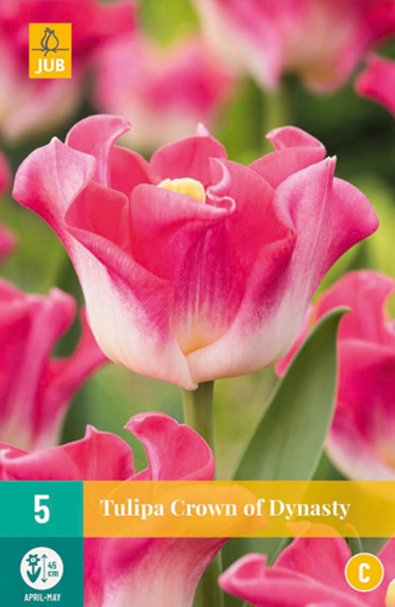 Tulipan 'Crown of Dynasty', sen enkel - 5 stk