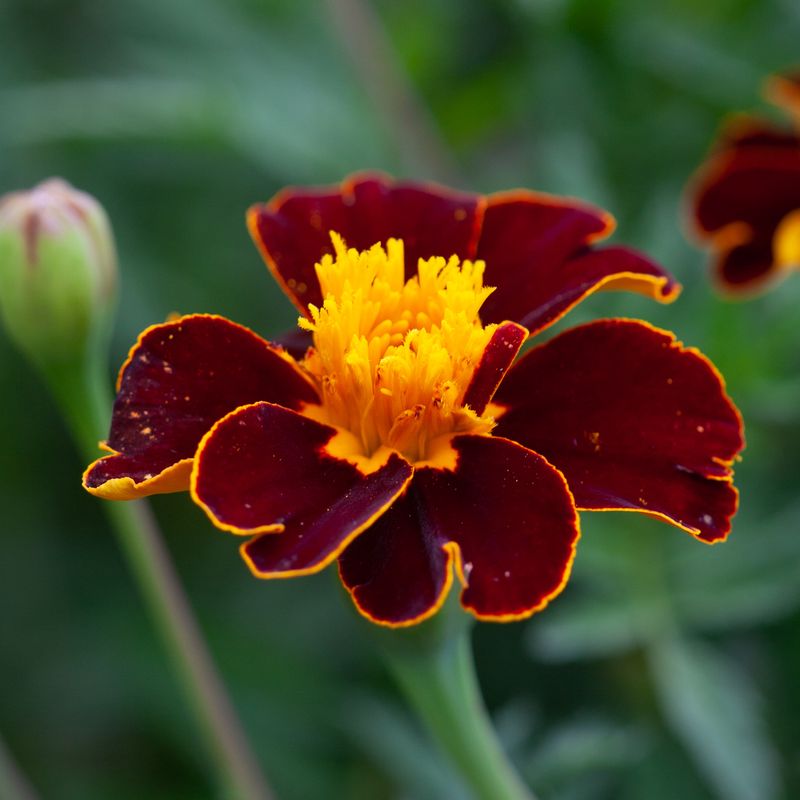 Fløyelsblomst 'Red Knight' - Tagetes patula