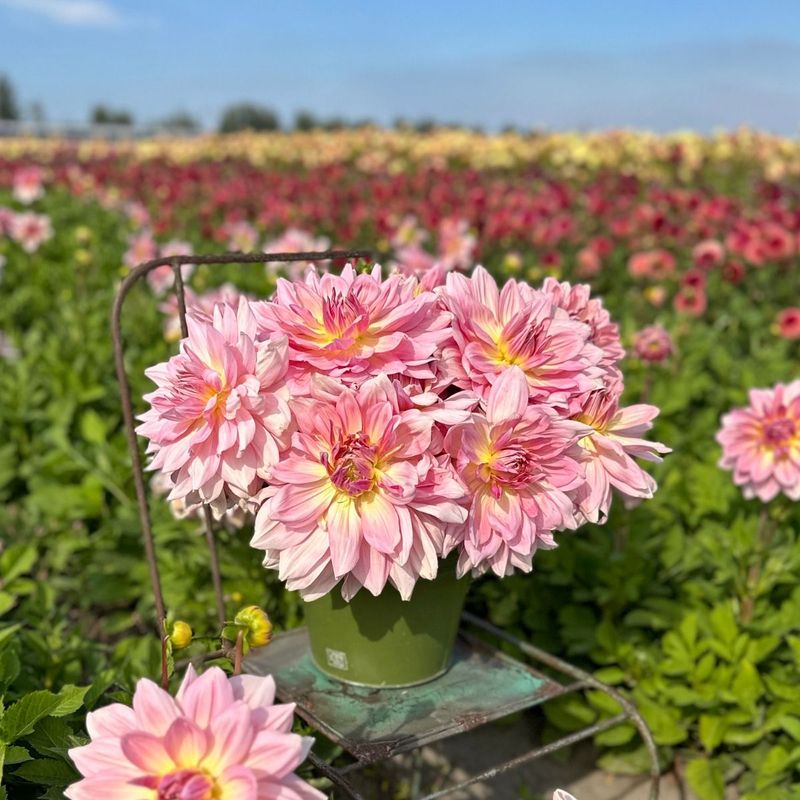 Georgine 'Fairway Pilot' - Dahlia x cultorum, 1 stk.