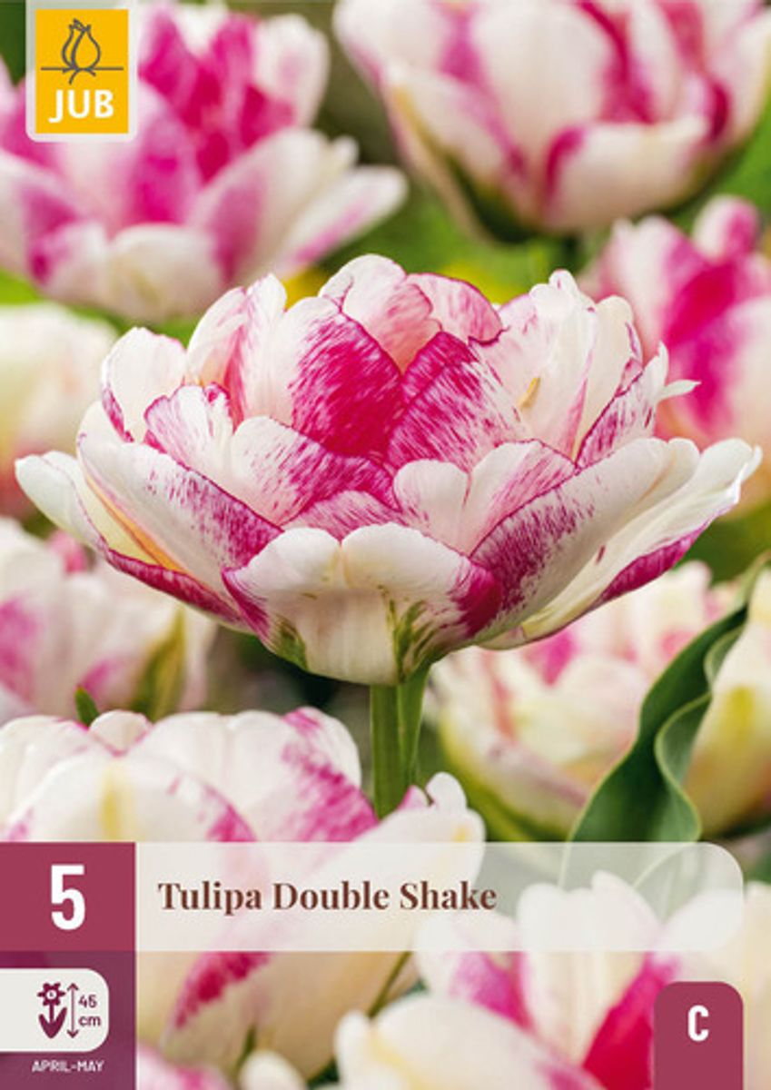 Tulipan 'Double Shake', sen dobbel - 5 stk
