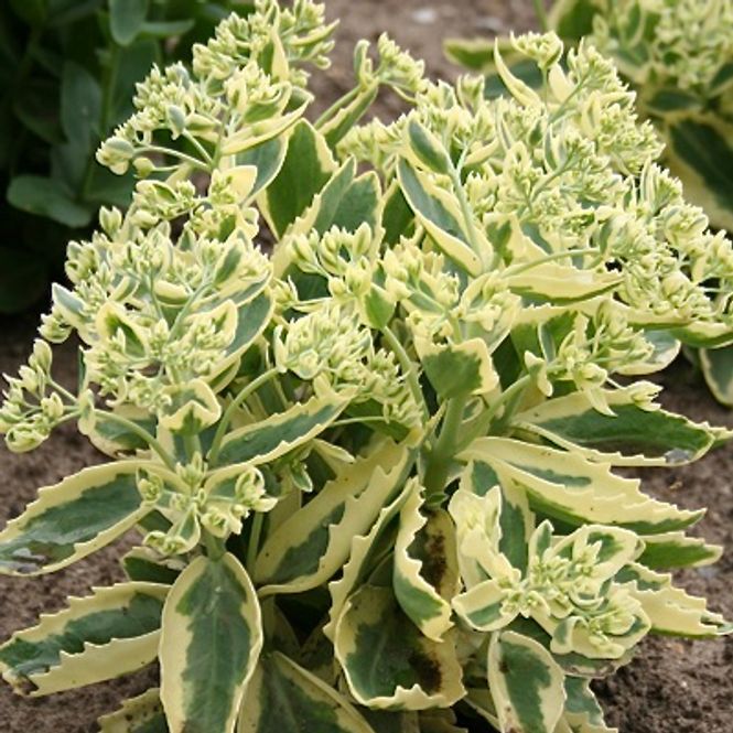 Hovedbilde Bergknapp 'Lajos'  - Hylotelephium 
