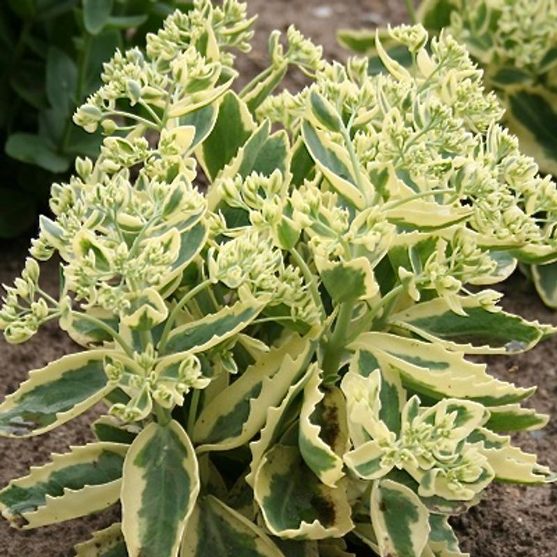 Bergknapp 'Lajos'  - Hylotelephium 