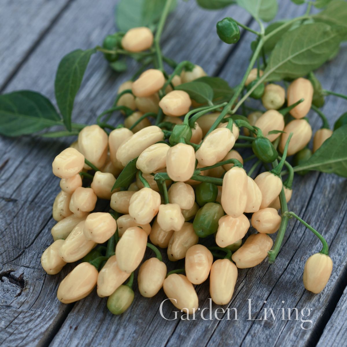 Chilipepper 'Habanero White' - Capsicum chinensis