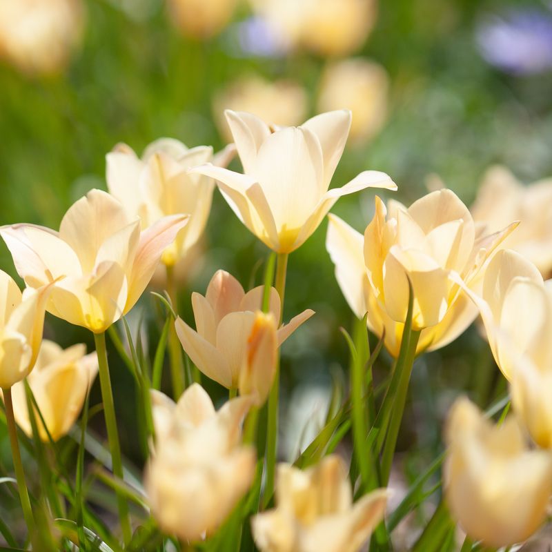Lintulipan 'Bright Gem' - Tulipa linifolia syn. batalinii - 10 st