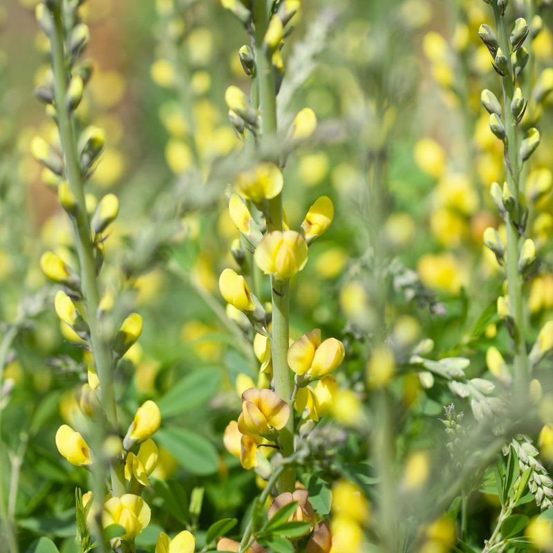 Fargeskolm 'Solar Flare' ™ - Baptisia