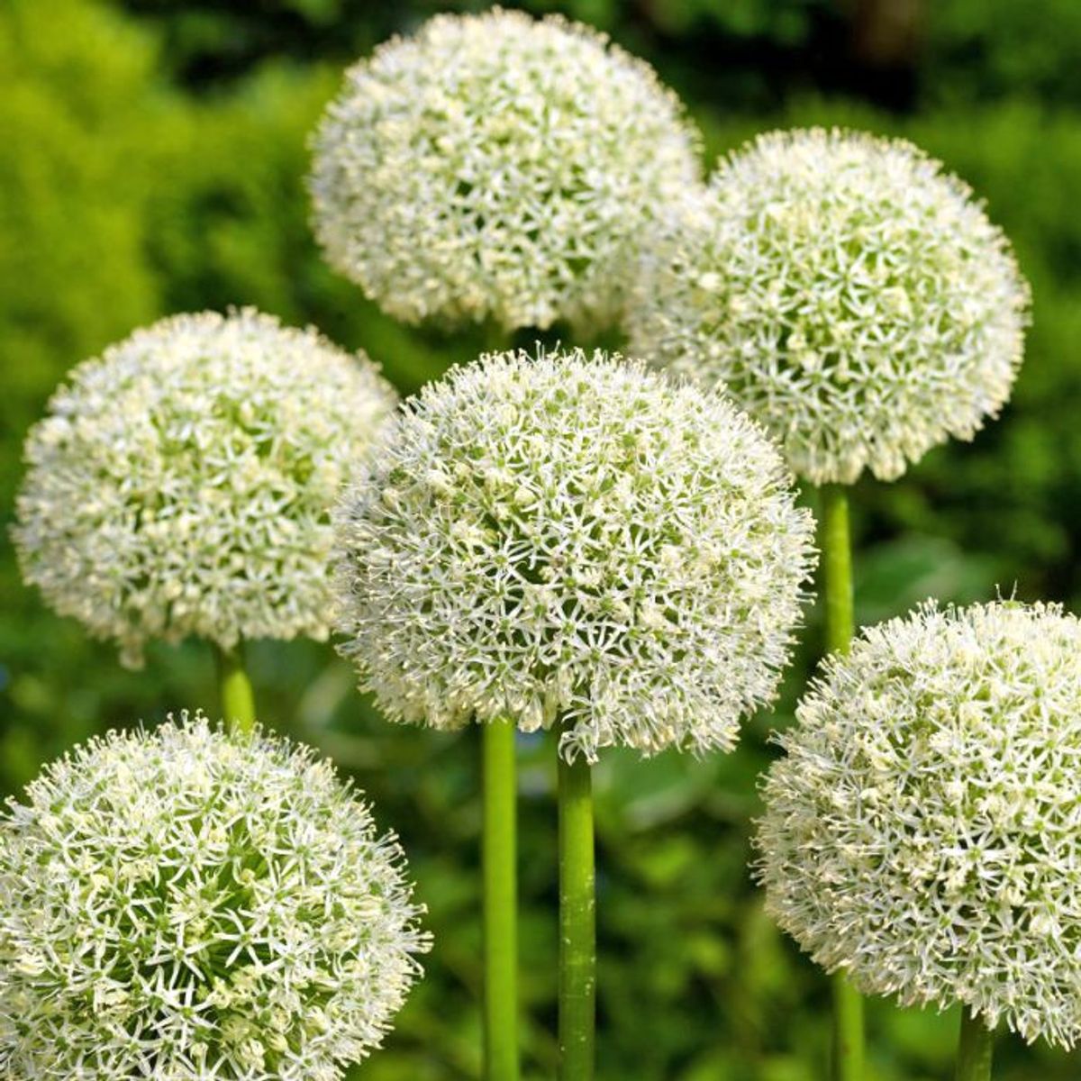 Skjeggløk 'White Giant' - Allium stipitatum, 3 stk
