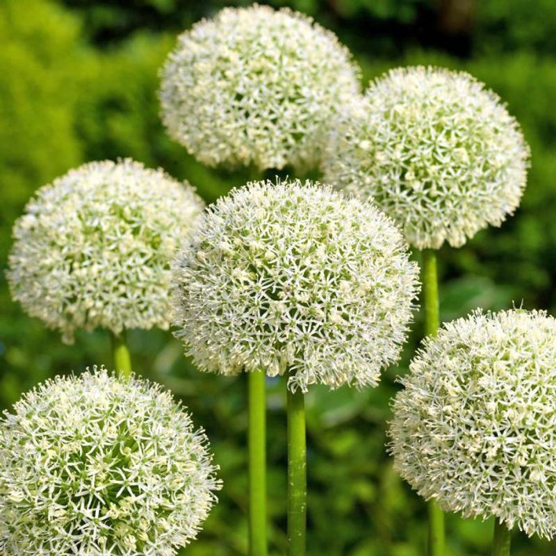 Skjeggløk 'White Giant' - Allium stipitatum, 3 stk
