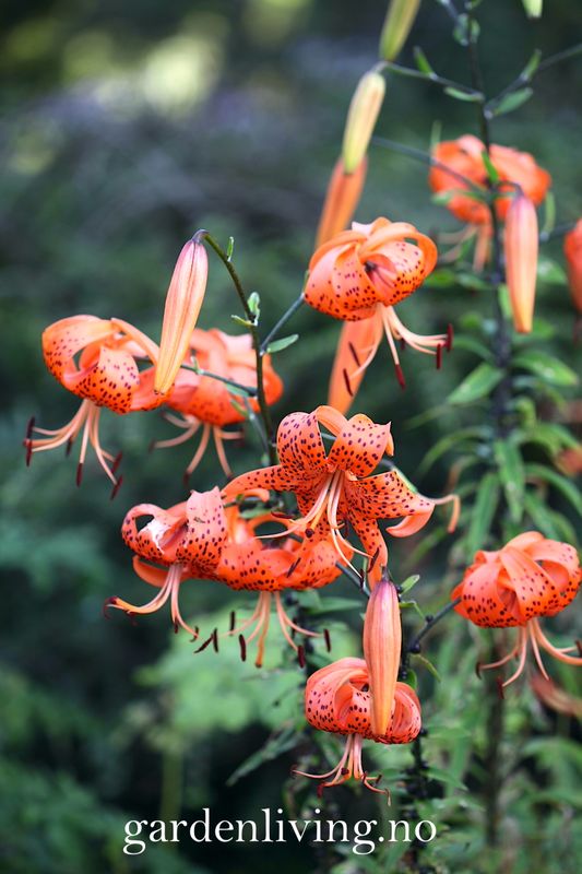 Tigerlilje - Lilium lancifolium - 2 stk