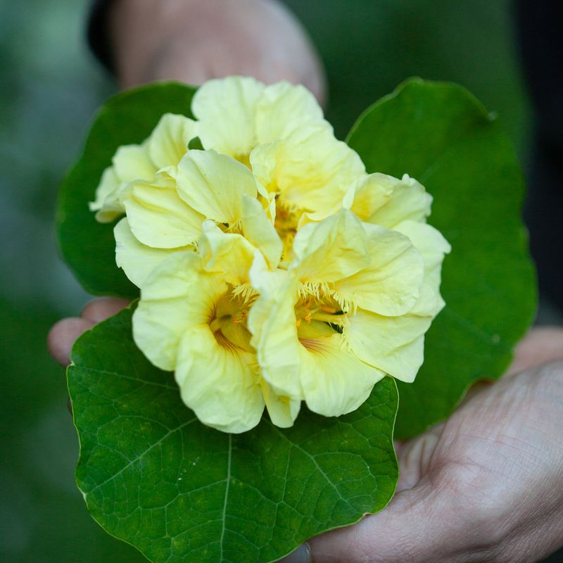 Blomkarse 'Milkmaid', lav - Tropaeolum majus