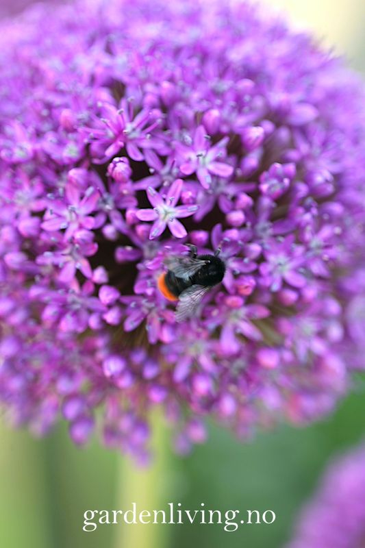Kjempeløk 'Ambassador' - Allium giganteum - 1 stk