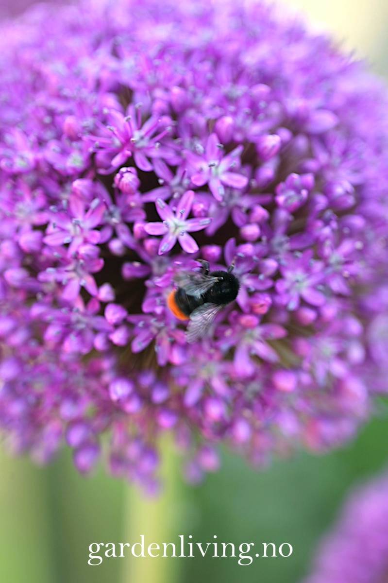 Kjempeløk 'Ambassador' - Allium giganteum - 1 stk