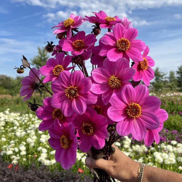 Hovedbilde Georgine 'Happy Single Juliet' - Dahlia x cultorum, 1 stk. ...