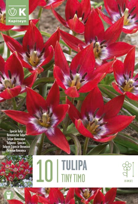 Hovedbilde Yndetulipan 'Tiny Timo' - Tulipa humilis - 10 stk