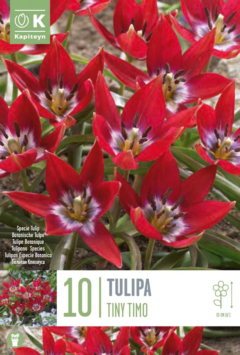 Yndetulipan 'Tiny Timo' - Tulipa humilis - 10 stk