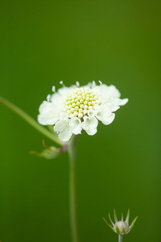 Scabiosa ochroleuca
