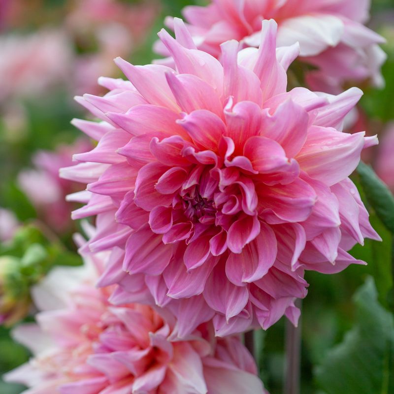 Georgine 'Otto's Thrill' - Dahlia x cultorum, 1 stk.