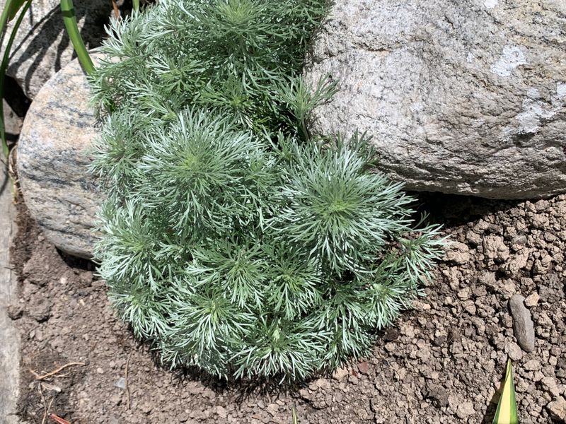 Krypmalurt 'Nana' - Artemisia schmidtiana 
