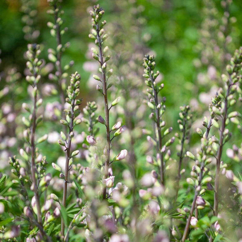 Fargeskolm 'Plum Rosy' ® - Baptisia