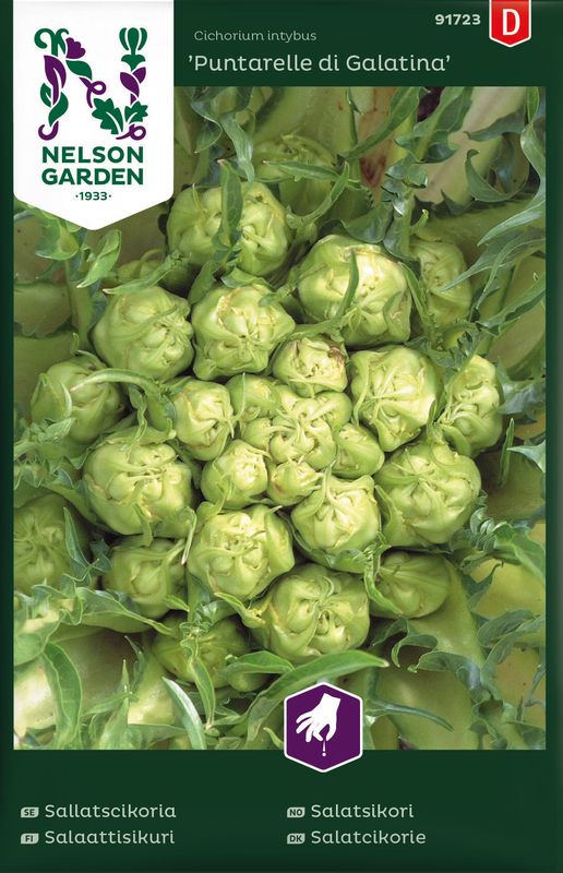 Salatsikori 'Puntarelle di Galatina' - Cichorium intybus