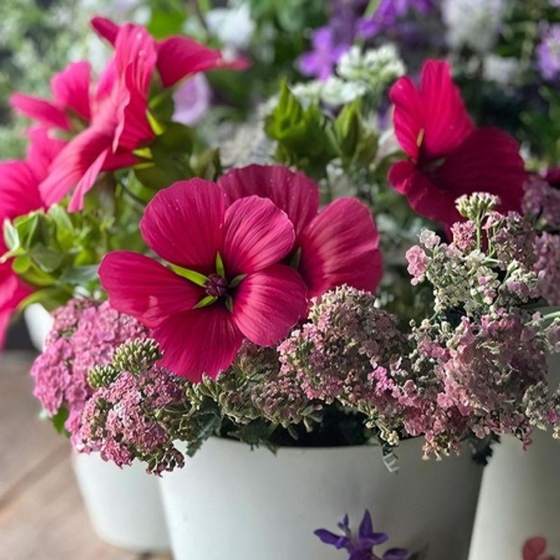 Sommerstokkrose 'Vulcan' - Malope trifida