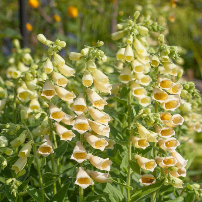 Hovedbilde Stor revebjelle - Digitalis grandiflora