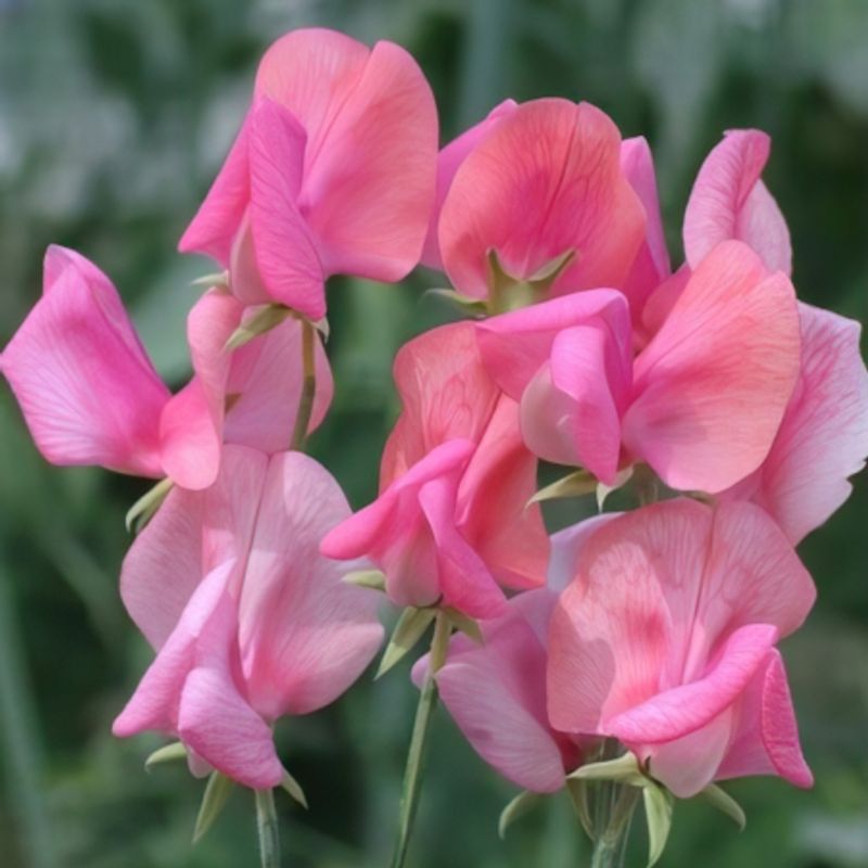 Blomsterert 'Miss Willmott' - Lathyrus odoratus