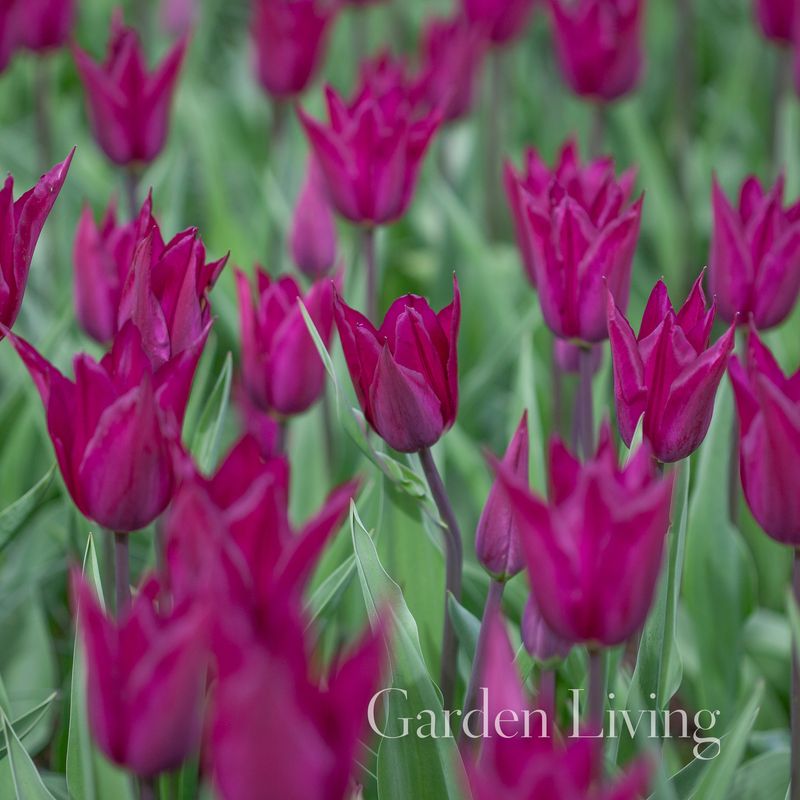 Tulipan 'Purple Heart', Sen dobbel - 10 stk