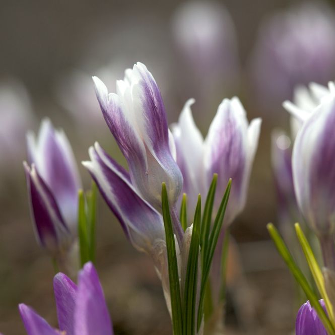 Hovedbilde Begerkrokus 'Ladykiller' - Crocus chr. - 5 stk