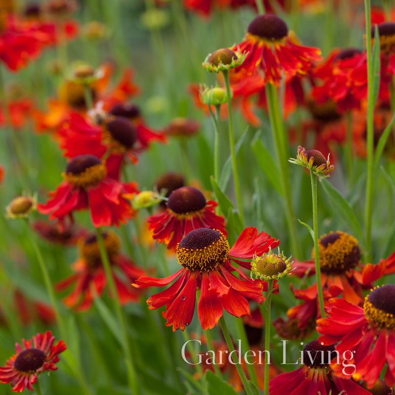 Solbrud ’Moerheim Beauty' - Helenium