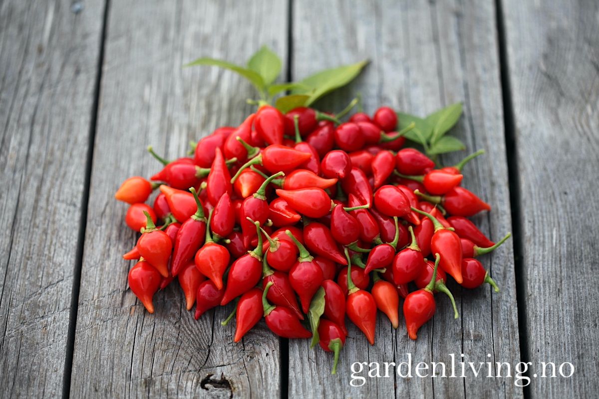 Chilipepper 'Biquinho Red' - Capsicum annuum