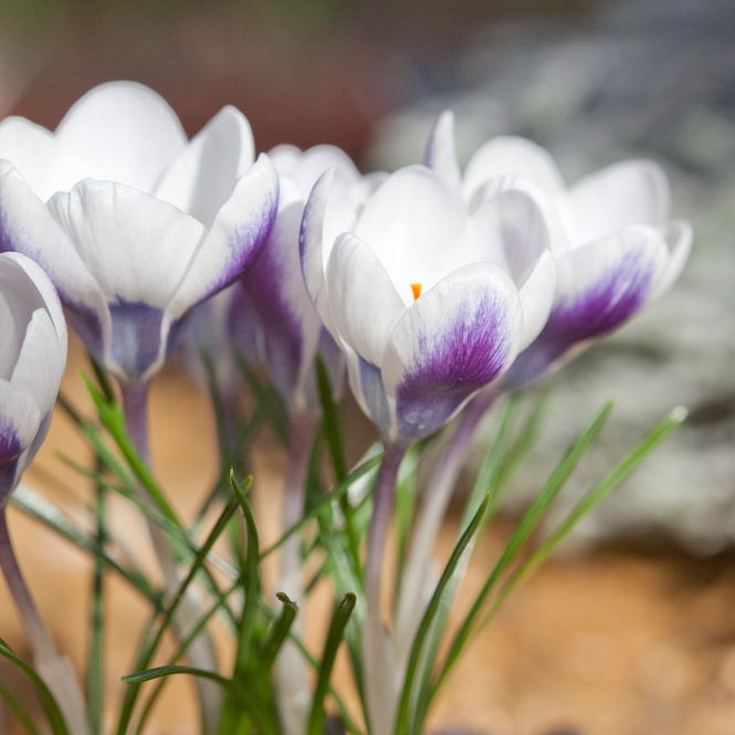 Hovedbilde Begerkrokus 'Prins Claus’ - Crocus chrysanthus - 15 ...