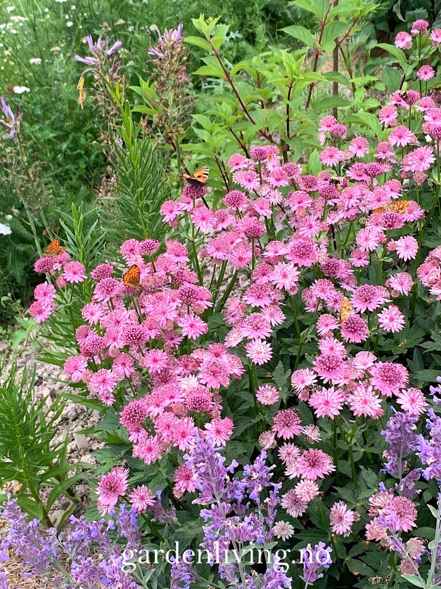 Storstjerneskjerm 'Roma' - Astrantia major