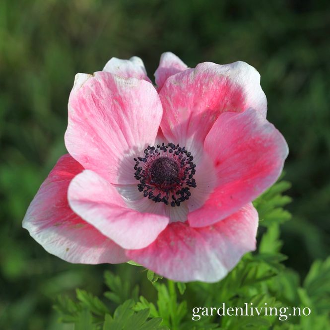 Hovedbilde Kronsymre 'Rosa Chiaro' - Anemone coronaria, 10 stk