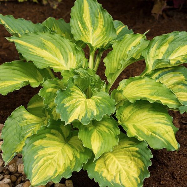 Hovedbilde Bladlilje 'Lakeside Paisley Print' - Hosta