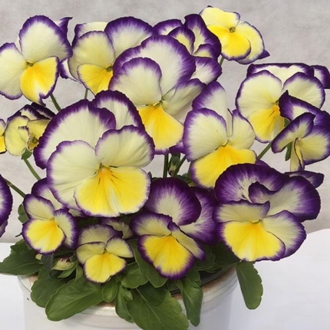 Hovedbilde Stemorsblomst 'Pandora's Baby Aurora' - Viola x ...